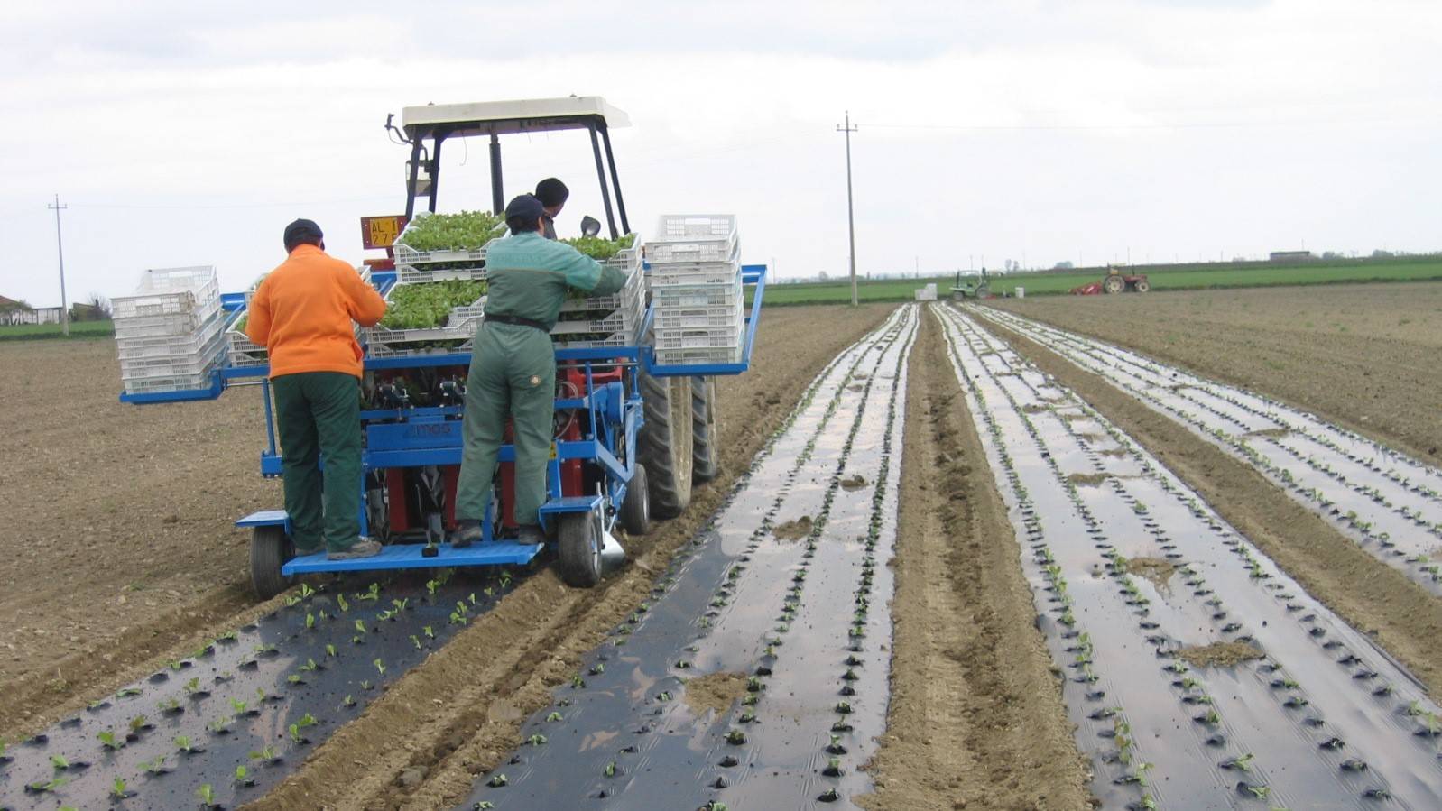 novamont mater bi acolchado biodegradable